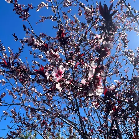 Apartmán Zulia Suites, Masca, Teide, Gigantes, Excursions, Ac, Wifi-2 *